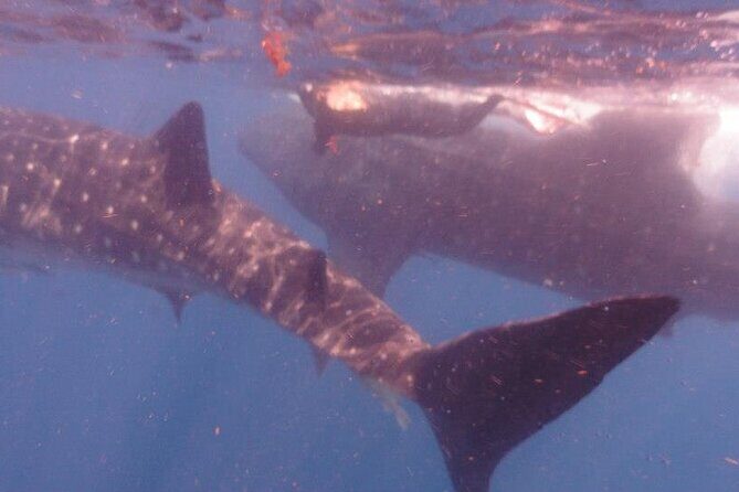 Swim with Whale Shark from Isla Mujeres and Cancun - Small group size: why “about 10 per boat” helps