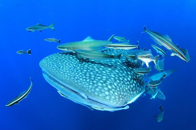 Swim with Whale Shark from Isla Mujeres and Cancun - Morning start in Isla Mujeres: check-in, breakfast, and walking to the pier