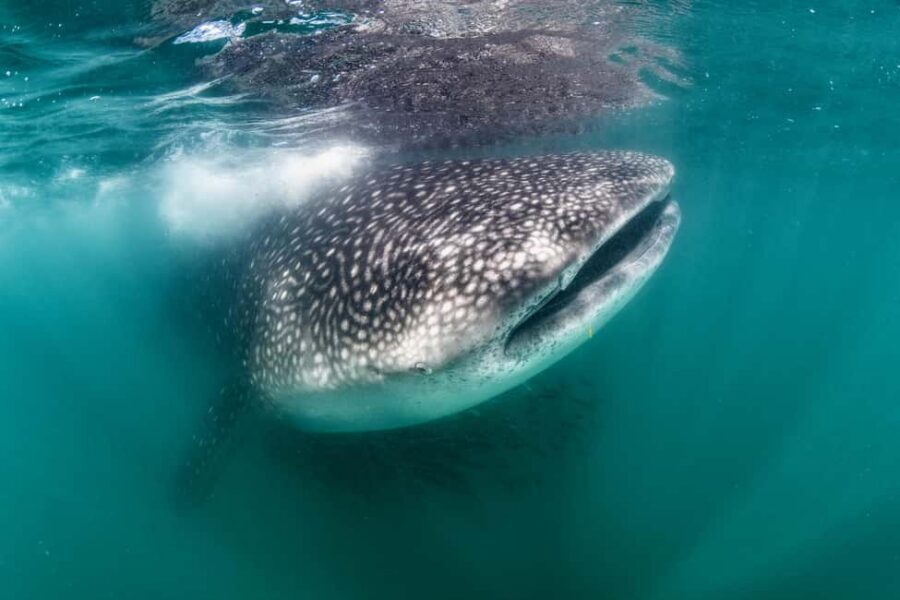 Swim with Whale Sharks in La Paz - Key things that make this tour worth your time