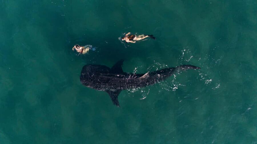 Swim with Whale Sharks in La Paz - Getting started at Fiscal Dock (next to La Perla)
