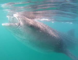 Swim with Whale Sharks in La Paz - How the 3-hour plan actually feels