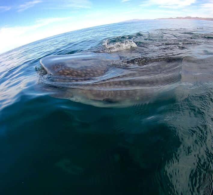 Swim with Whale Sharks in La Paz - Entering the whale shark area: what makes sightings better