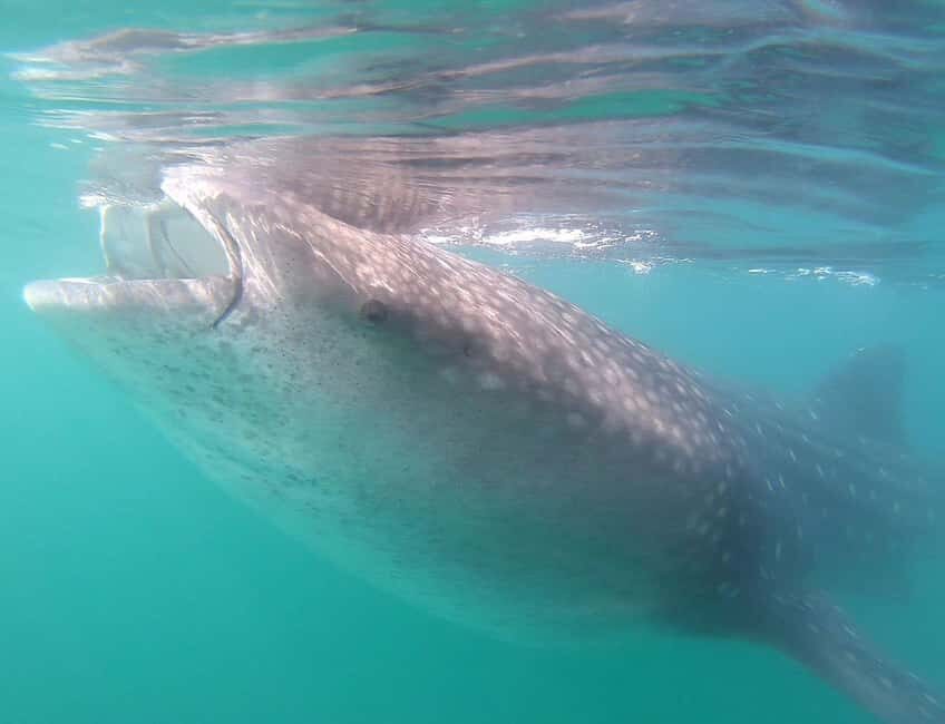Swim with Whale Sharks in La Paz - How the 3-hour plan actually feels