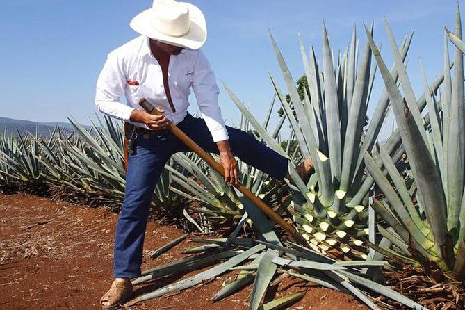 Tequila distillery experience, Jose Cuervo & Tequila Magic Town - Key highlights you’ll care about