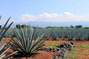Tequila distillery experience, Jose Cuervo & Tequila Magic Town - Agave fields and the jima harvesting demo (the part you’ll remember)