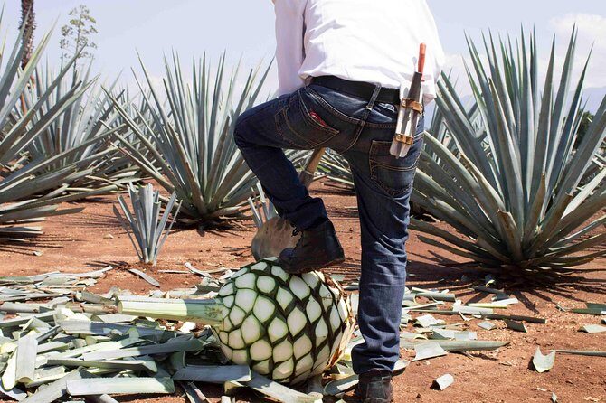 Tequila distillery experience, Jose Cuervo & Tequila Magic Town - José Cuervo Distillery add-on: what you gain, and what you trade