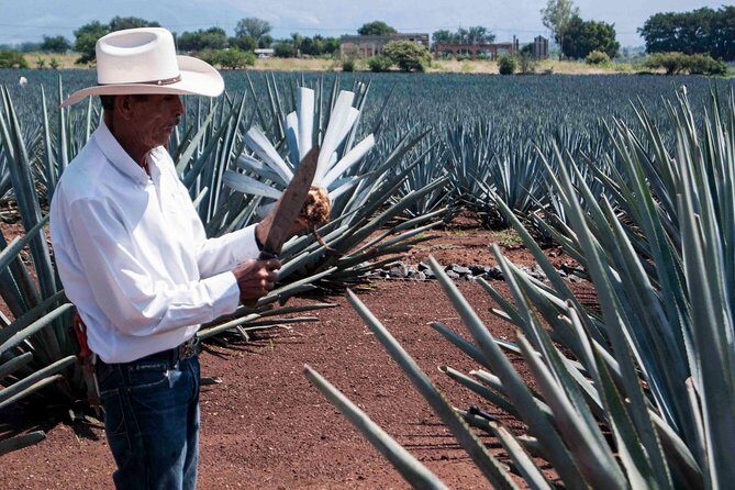 Tequila distillery experience, Jose Cuervo & Tequila Magic Town - Price and value: is $79.80 a fair trade?
