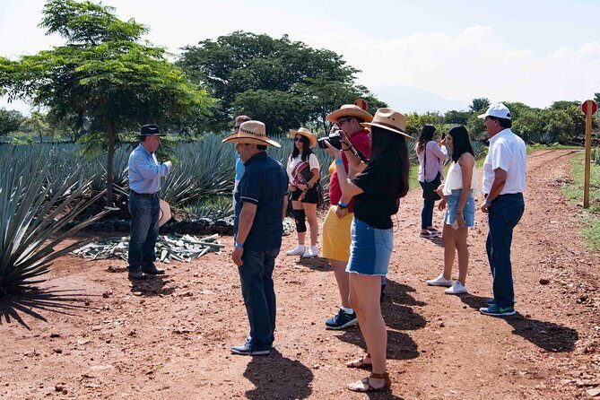 Tequila distillery experience, Jose Cuervo & Tequila Magic Town - Group size, language, and what that means for your day