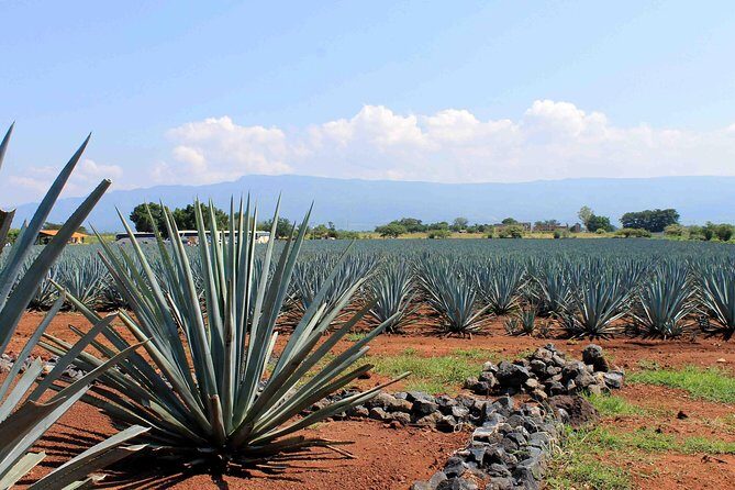 Tequila distillery experience, Jose Cuervo & Tequila Magic Town - Agave fields and the jima harvesting demo (the part you’ll remember)