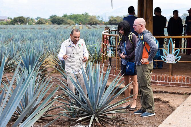 Tequila Route Experience from Guadalajara - El Arenal: the Tequila Route pause that slows the pace