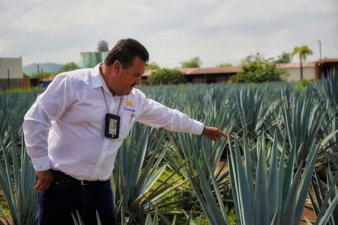 Tequila Tour - Key highlights to know before you go