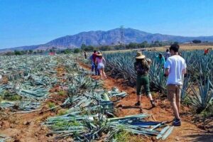 Tequila Tour - Stop 1 in Tequila Jalisco: Town Time Plus Tasting Variety