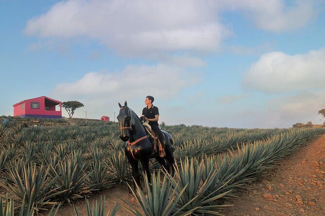 Tequila tour with tasting. - Stop 4: Plaza Principal Tequila Jalisco (mariachi and a slower pace)