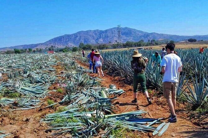 Tequila Tour - Stop 1 in Tequila Jalisco: Town Time Plus Tasting Variety