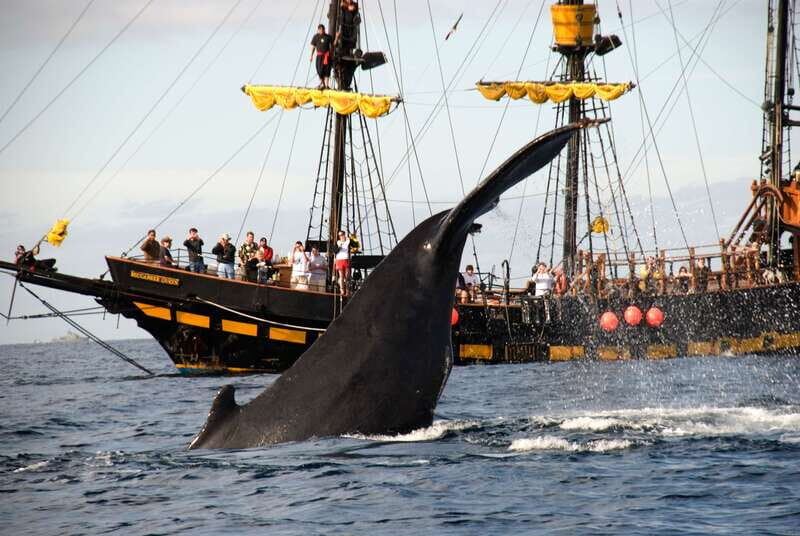 Thar She Blows! Whale Watching Pirate Cruise - Pirate boat comfort: breakfast, open bar, and how the mood stays upbeat