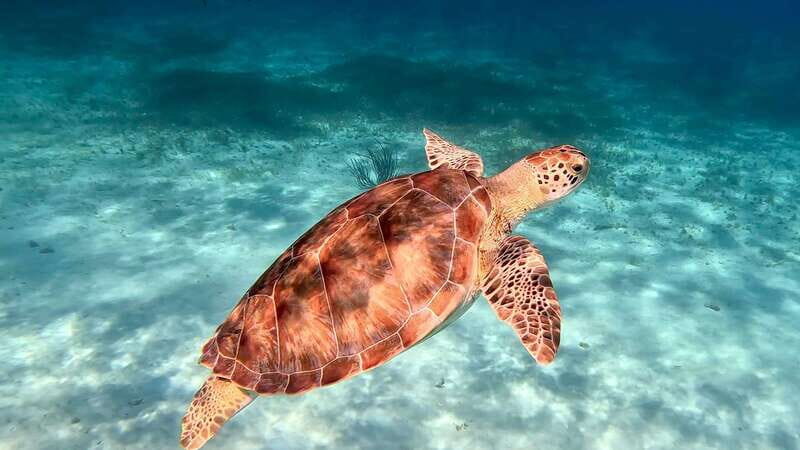 The Cozumel Turtle Sanctuary Snorkel Tour - Price and Value: How $64 Can Still Feel Like a Deal