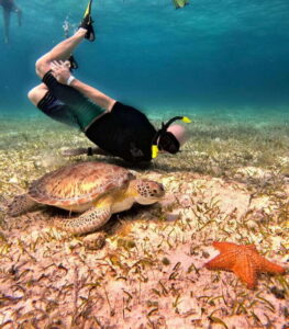The Cozumel Turtle Sanctuary Snorkel Tour - The 4-Hour Plan: 3 or 4 Stops That Keep the Day Moving