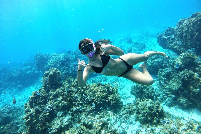 The Cozumel Turtle Sanctuary Snorkel Tour - Turtle Habitat Isn’t a Costume Change: It’s Free-Roaming Wildlife