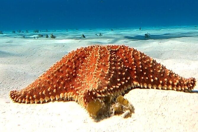 The Cozumel Turtle Sanctuary Snorkel Tour - Cielito (Little Heaven): Snack Time in Clear Shallows
