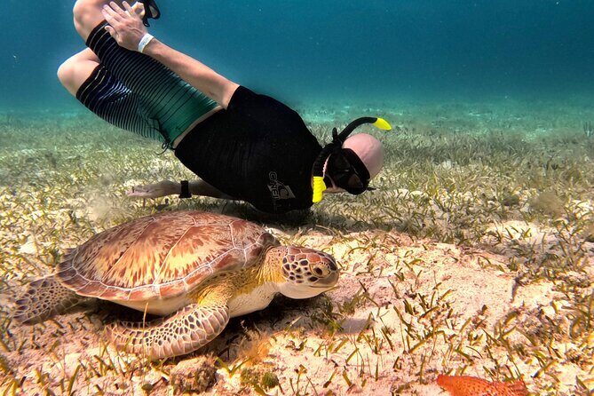 The Cozumel Turtle Sanctuary Snorkel Tour - The 4-Hour Plan: 3 or 4 Stops That Keep the Day Moving