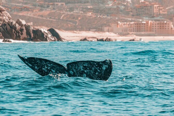 The Finest Private Yacht Experience in Cabo - Timing and Season: How Your Dates Change Everything