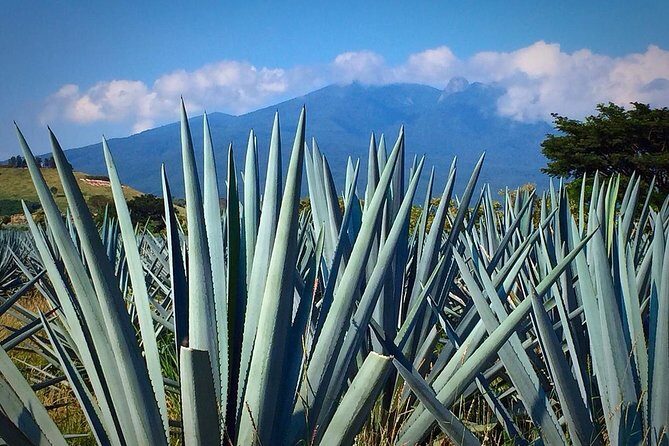 The Fire TOUR - Pyramids, Volcanoes, Agaves & Tequila - Price and Value: What $89.00 Really Buys You