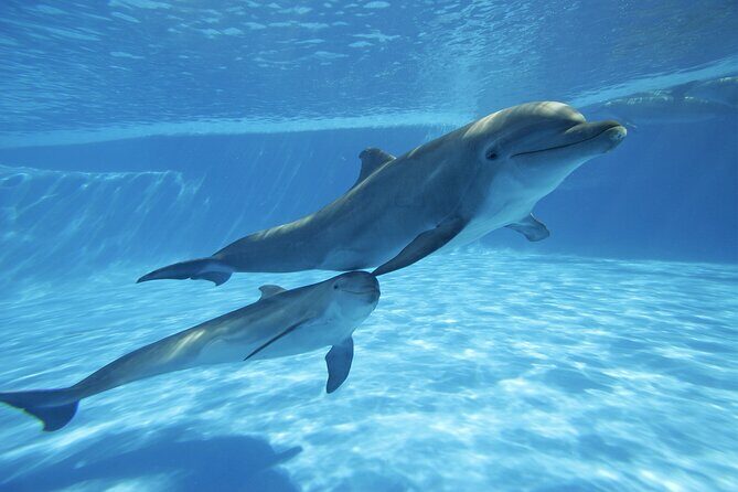 The only Natural Space Dolphin Encounter in Cabo Optional Pickup! - A Natural Space dolphin encounter that mixes fun and learning