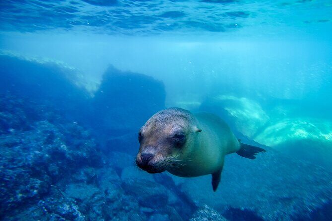 The only Natural Space Dolphin Encounter in Cabo Optional Pickup! - The one-hour flow: what you can expect overall