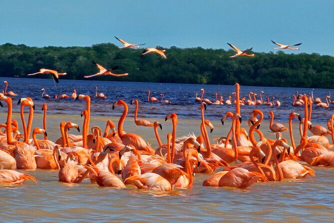 Tour to Celestún with View of Flamencos and Beach Club - At a glance: what you’ll really do