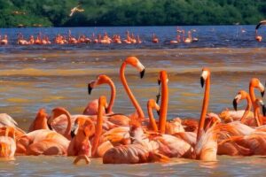 Tour to Celestún with View of Flamencos and Beach Club - Celestún Biosphere Reserve: boat trip plus a guided walk