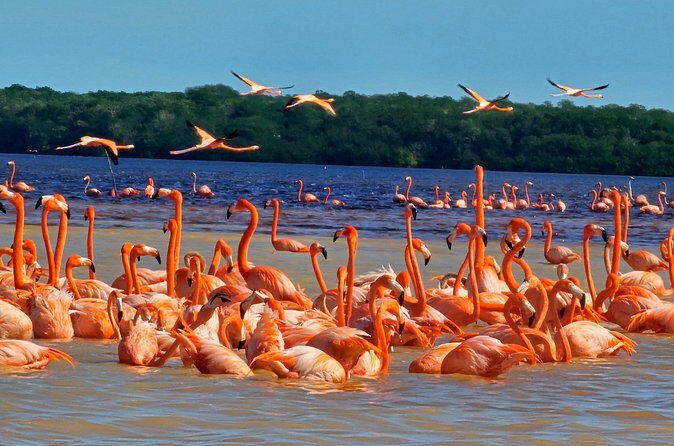 Tour to Celestún with View of Flamencos and Beach Club - Flamingos, plus the rest of the wildlife you might spot