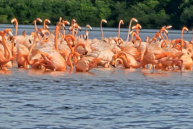 Tour to Celestún with View of Flamencos and Beach Club - Playa Norte beach club: pool and beach time that you actually control