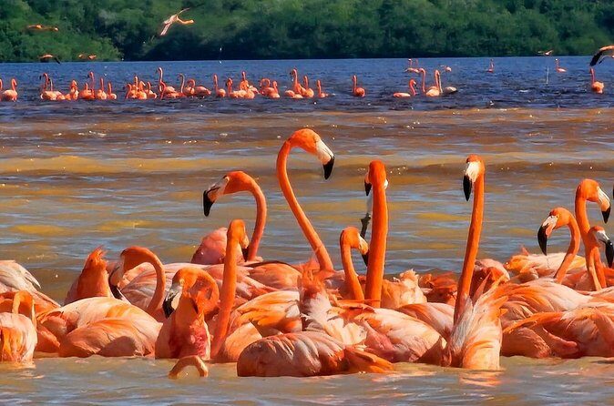 Tour to Celestún with View of Flamencos and Beach Club - Guides make or break the day: Eff and Victor as examples