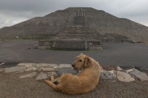Tour to Teotihuacan from CDMX with entrances included - Quetzalpapálotl’s Housing Complex: Murals You Can Actually See