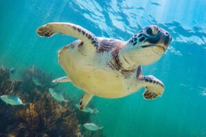 Tour to Tulum and Cenote Swimming with Turtles from Tulum - Akumal turtle swimming: lockers, vests, and real wildlife time