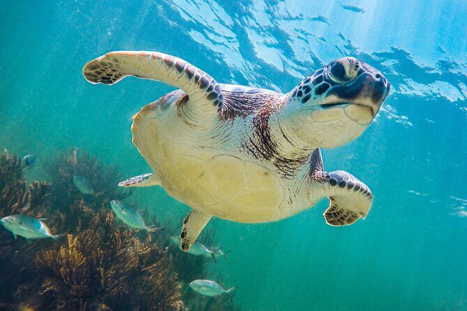 Tour to Tulum and Cenote Swimming with Turtles from Tulum - Akumal turtle swimming: lockers, vests, and real wildlife time