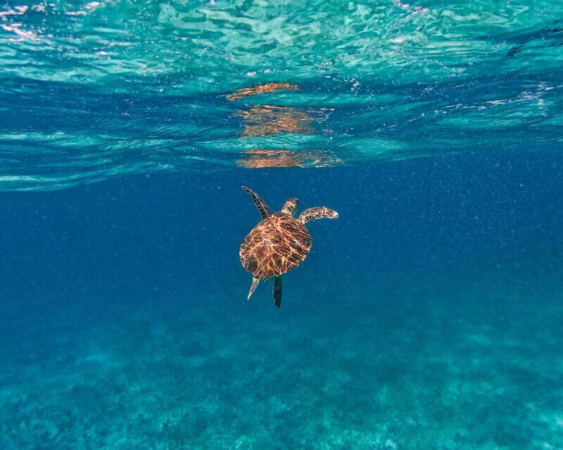 Tulum: 2-Hour Snorkeling in Two Spots of Tulum's Reef - Should you book this 2-hour Tulum reef snorkeling?