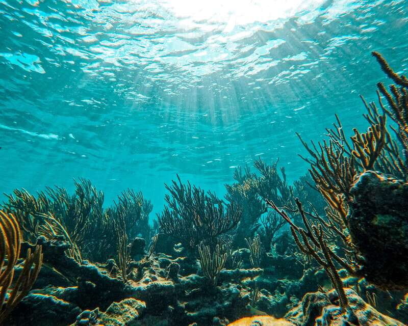 Tulum: 2-Hour Snorkeling in Two Spots of Tulum's Reef - The guides: why their spotting skills matter more than the brochure