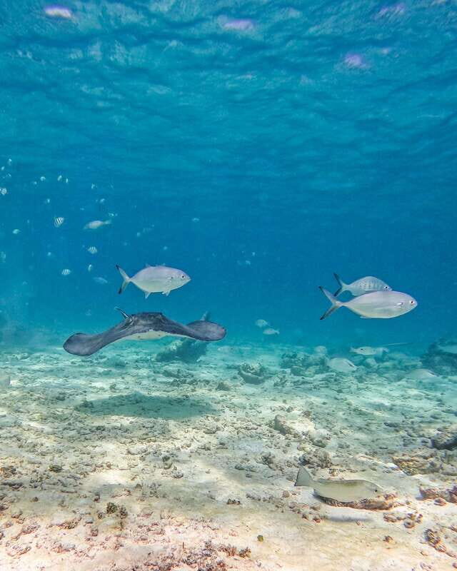 Tulum: 2-Hour Snorkeling in Two Spots of Tulum's Reef - Meeting point logistics: no pickup means you need a clean plan