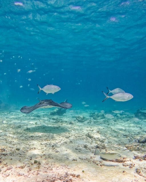 Tulum: 2-Hour Snorkeling in Two Spots of Tulum's Reef - Who this Tulum 2-hour snorkel is best for