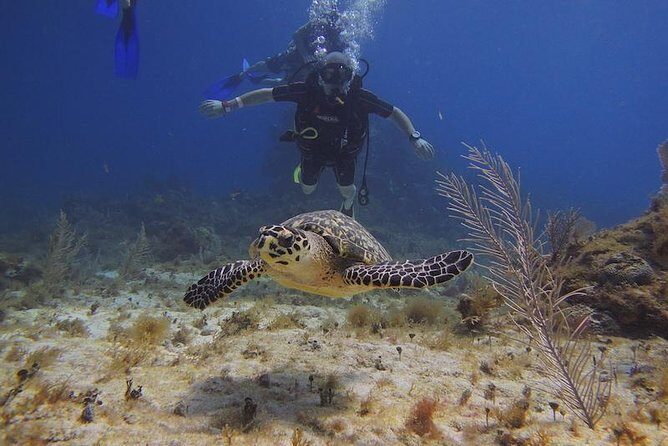 Tulum Akumal Snorkel Tour and 4 Cenotes Small Group All Fees Incl - Tulum–Akumal in One Tight 6 Hours