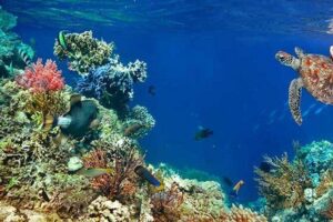 Tulum Area Experiences Guided 2 Tank Scuba Dive Casa Cenote & Barrier Reef-Lunch - Casa Cenote: freshwater fish, mangrove roots, and that resident alligator/crocodile