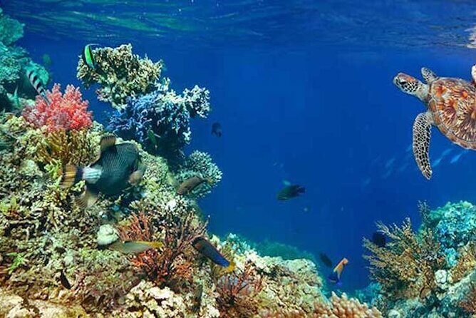Tulum Area Experiences Guided 2 Tank Scuba Dive Casa Cenote & Barrier Reef-Lunch - Casa Cenote: freshwater fish, mangrove roots, and that resident alligator/crocodile