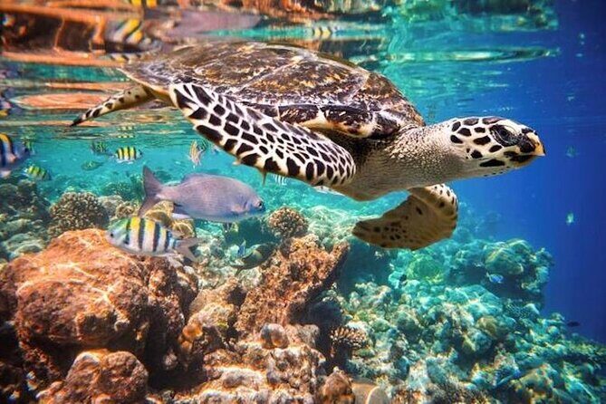 Tulum Area Experiences Guided Snorkeling Tour - Casa Cenote + Ocean Reef & Lunch - Guides and Small-Group Care: What Makes It Feel Personal
