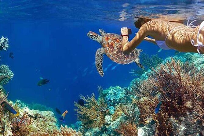 Tulum Area Experiences Guided Snorkeling Tour - Casa Cenote + Ocean Reef & Lunch - Who This Tour Fits Best