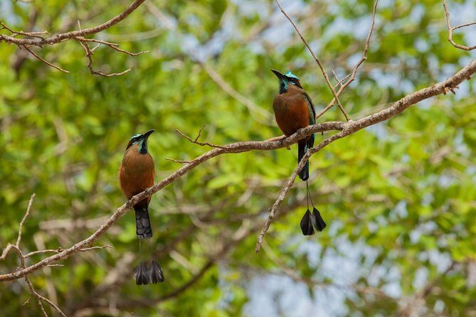 Tulum & Cenote Adventure - Price and the $20 Reserve Fee: Is It Good Value?