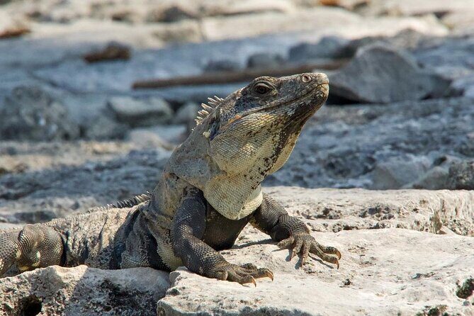 Tulum, Coba ruins and The Cenote 6 hours Private Tour - Why the 9 a.m. Tulum start is a big deal