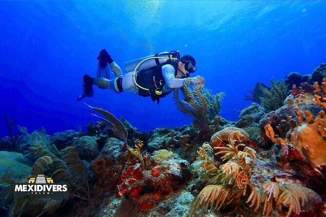 Tulum Diving (Reef) 2 Tanks - Why the Mesoamerican Reef Works for First-Time Nervous (and Everyone Else)