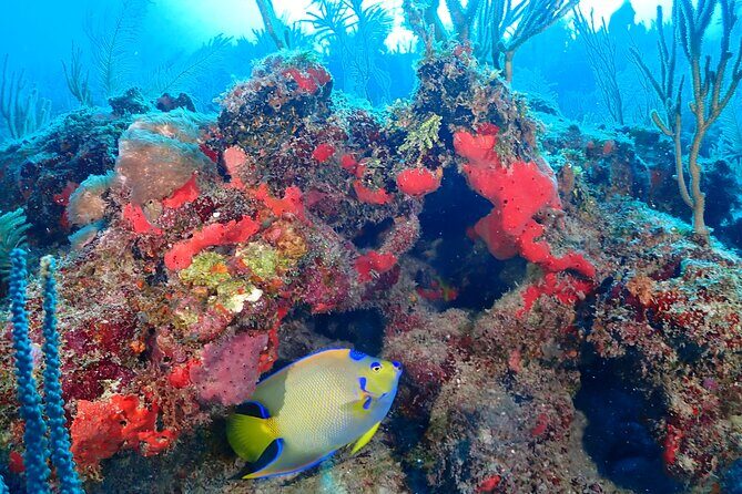 Tulum Diving (Reef) 2 Tanks - Timing That Fits Your Day: About 4 Hours, Starts at 8:30