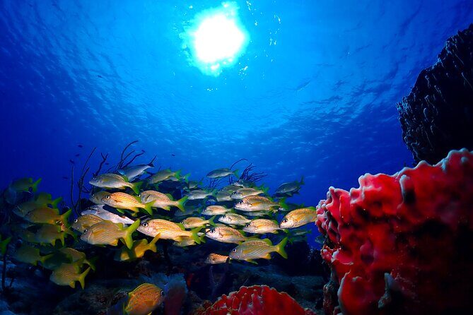 Tulum Diving (Reef) 2 Tanks - Weather Matters More Than You Think